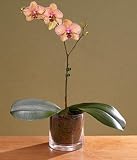 Single Stem