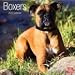 boxer5 - Boxers Euro 2010 Wall Calendar