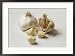 Fresh Garlic Collections Framed Photographic Poster Print by Ed Bishop, 29x21