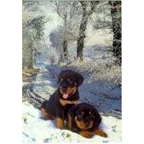 Rottweiler Puppy Christmas Cards