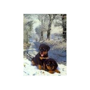 Rottweiler Puppies Christmas Cards