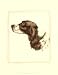 Danchin Cocker Spaniel by Danchin Art Print Poster