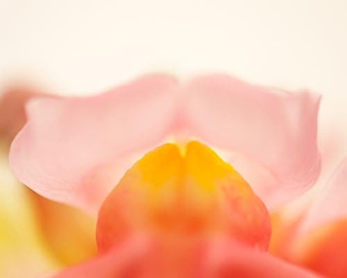 Pink Snapdragon Fine art Photography Print