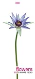 Produkt-Bild: Flowers 2012