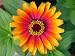 Painted Daisy 200 + Mixed Seeds Beautiful Addition to Any Garden