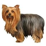 Eigenschaften Rosenau24  / Kühlschrankmagnet Yorkie