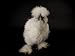 Silkie Bantam Chicken at the Sunset Zoo, Kansas Photographic Poster Print by Joel Sartore, 9x12