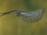 Fairy Shrimp Female with Eggs (Eubranchipus Vernalis), Eastern USA Stretched Canvas Poster Print by Gary Meszaros, 18x24