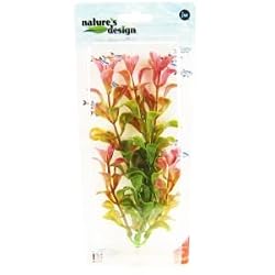 Natures Design Red Ludwigia Medium - 9"
