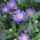 【多年草】【耐寒性】　ミヤコワスレ　（都忘れ）　　【花壇】【庭植え】