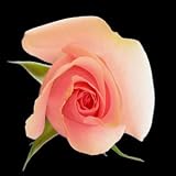 Discounts 25 Long Stem (24 inch) Pink Fresh Roses by Spring In The Air