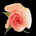 25 Long Stem (24 inch) Pink Fresh Roses
