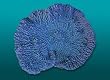 Natures Image No.52A Merulina Blue 7in x 6in x 4in Merulina ampliata Coral Reproduction