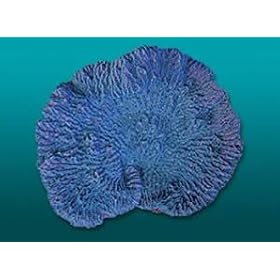 Natures Image No.52A Merulina Blue 7in x 6in x 4in Merulina ampliata Coral Reproduction by Natures Image