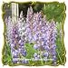 Wild Lupine (Lupinus perennis) Jumbo Wildflower Seed Packet (25)