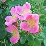 Prairie Wild Rose (Rosa arkansana) - Jumbo Wildflower Seed Packet