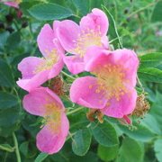 Prairie Wild Rose (Rosa arkansana) - Jumbo Wildflower Seed Packet
