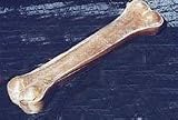 Pet Supplies : 10.5 Inch Pressed Bone 5 Count
