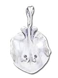 Solid Sterling Silver Stingray Nautical Charm