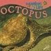 Octopus (Marine Life)