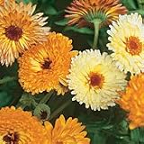 Organic Red Splash Calendula - 100 Seeds - Hardy Annual