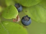 Northern Highbush Blueberries Ripen on the Bush Artists Photographic Poster Print by Stephen Alvarez, 12x16