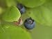 Northern Highbush Blueberries Ripen on the Bush Photographic Poster Print by Stephen Alvarez, 12x16