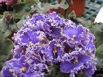 EverSpecial Space Baby African Violet- Everfloris-HUGE - HUGE PLANTS IN 6" POTS, FULL BLOOM. MAKES A GREAT GIFT
