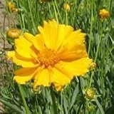 Sand Coreopsis (Coreopsis lanceolata) - Jumbo Wildflower Seed Packet