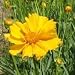 Sand Coreopsis (Coreopsis lanceolata) - Jumbo Wildflower Seed Packet
