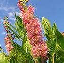 Ruby Spice Clethra (Trade Gal.)