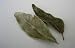 Dry Curry Leaves- 1oz