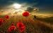 Beautiful sunrise attach with beautiful red flowers. A beautiful Rolled Canvas Print by AnyTimeCanvas.com