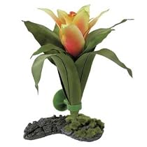 GUZMANIA BROMELIAD PLANT 8"