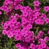 Phlox drummondii (Drummond Phlox) - Bulk Wildflower Seeds