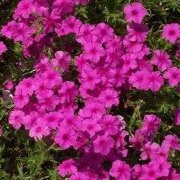 Drummond Phlox (Phlox drummondii) - Jumbo Wildflower Seed Packet