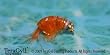 Bead Head Orange Scud
