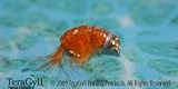 Bead Head Orange Scud