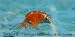 Bead Head Scud Orange Nymph Wet Fly #16 Fly Fishing Trout Flies