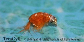 Bead Head Orange Scud