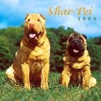 Shar-Pei 2009 Wall Calendar