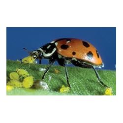 4500 Live Ladybugs
