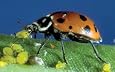 4500 Live Ladybugs