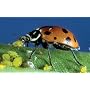 4500 Live Ladybugs