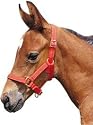 Foal halter, nylon - Large (full) fuchsia
