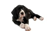 Great Dane Puppy - 36