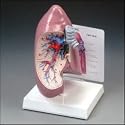 Right Lung Model