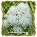 Pearly Everlasting (Anaphalis margaritacea) Jumbo Wildflower Seed Packet (1250)