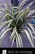 Flax Yellow Wave, Five Gallon Container