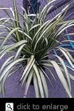 Flax Yellow Wave, Five Gallon Container